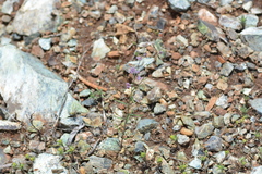 Streptanthus polygaloides