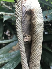 Pristimantis luscombei