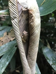 Pristimantis luscombei