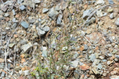 Streptanthus polygaloides