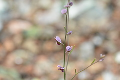 Streptanthus polygaloides