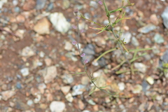 Streptanthus polygaloides