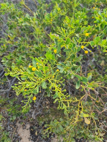 Image of Acacia bivenosa by (c) Belinda Forbes, some rights reserved (CC BY)
