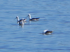 Cladorhynchus leucocephalus