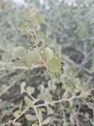 Image of Acacia pyrifolia by (c) Belinda Forbes, some rights reserved (CC BY)