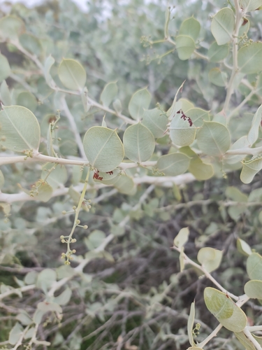 Image of Acacia pyrifolia by (c) Belinda Forbes, some rights reserved (CC BY)