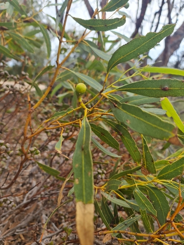 Cape Range Mallee (Eucalyptus prominens)