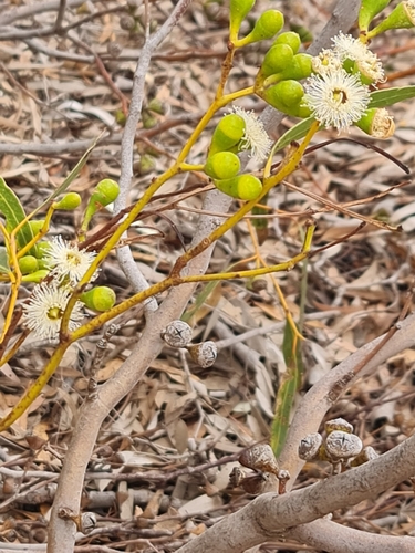 Image of Eucalyptus prominens by (c) Belinda Forbes, some rights reserved (CC BY)