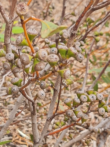 Image of Eucalyptus prominens by (c) Belinda Forbes, some rights reserved (CC BY)