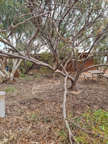 Image of Eucalyptus prominens by (c) Belinda Forbes, some rights reserved (CC BY)