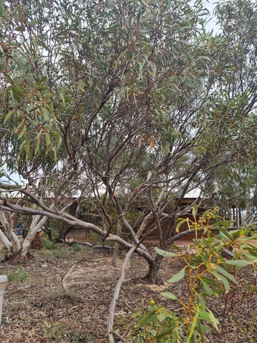 Image of Eucalyptus prominens by (c) Belinda Forbes, some rights reserved (CC BY)
