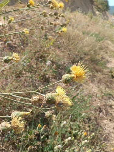 Image of Centaurea salonitana by (c) Anastasia_Surkova, some rights reserved (CC BY)