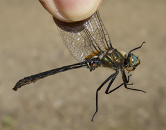 Cordulia shurtleffii