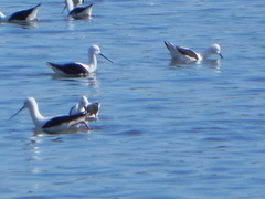 Cladorhynchus leucocephalus