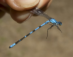 Enallagma annexum