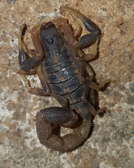 Uroplectes triangulifer