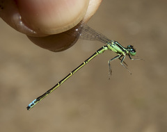 Ischnura perparva