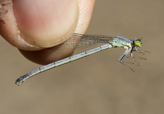 Ischnura perparva