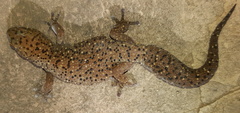 Pachydactylus affinis