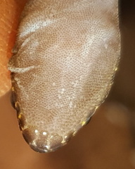 Pachydactylus affinis