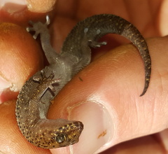 Pachydactylus affinis