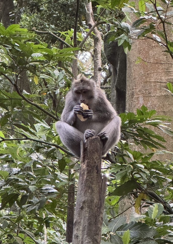 Long-tailed Macaque in July 2024 by Simon Nicholas · iNaturalist