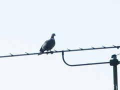 Columba palumbus