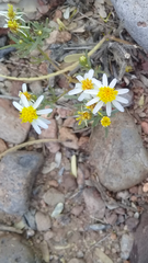 Thymophylla concinna