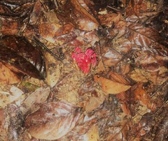 Etlingera