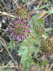Trifolium obtusiflorum