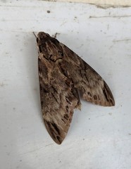 Psilogramma rupprechtorum