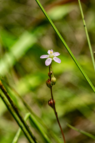 Madagascar Sundew