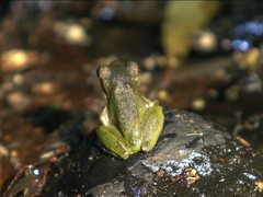 Ranoidea barringtonensis