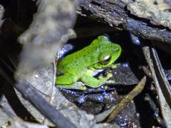 Ranoidea barringtonensis