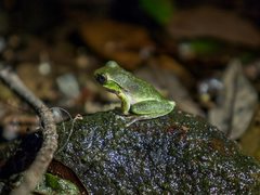 Ranoidea barringtonensis