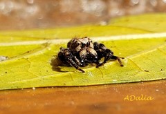 Metaphidippus