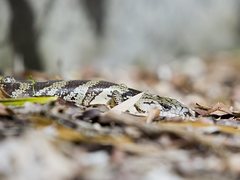 Cyclodomorphus gerrardii