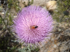 Cirsium neomexicanum