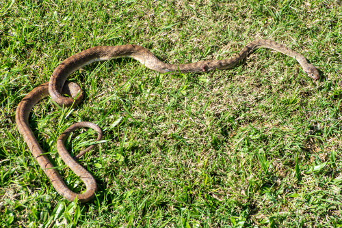 Brown Tree Snake sighting