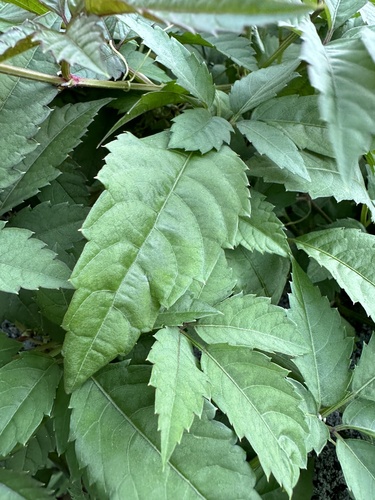 Phyllosticta ampelicida