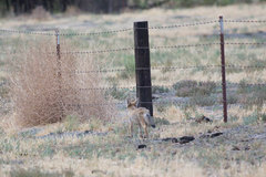Vulpes macrotis mutica