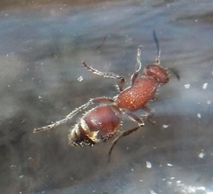 Timulla ornatipennis