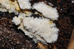 Dentipellicula leptodon