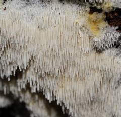 Dentipellicula leptodon