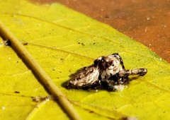 Metaphidippus
