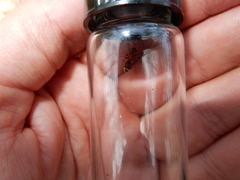 Timulla ornatipennis