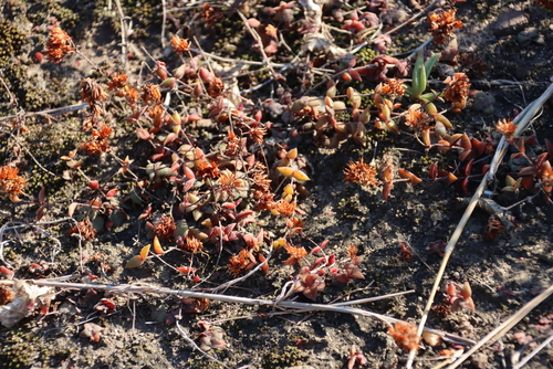 Crassula obovata