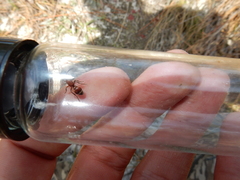 Timulla ornatipennis