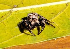 Metaphidippus