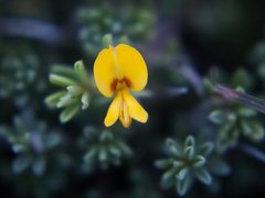 Pultenaea maritima
